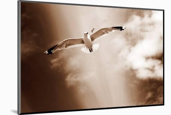 White Sea Gulls Flying over the Dunes in the Sky in Rich Sepia Tones-Alaya Gadeh-Mounted Photographic Print