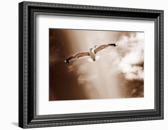 White Sea Gulls Flying over the Dunes in the Sky in Rich Sepia Tones-Alaya Gadeh-Framed Photographic Print