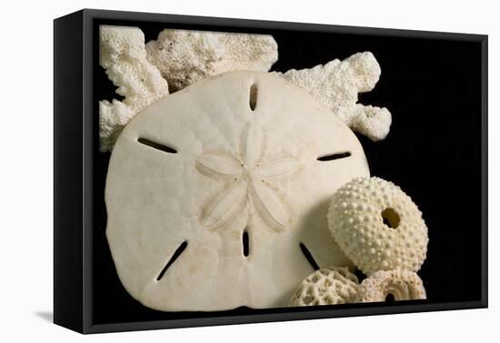 White Seashells, Sand Dollar, and Coral from around the World-Cindy Miller Hopkins-Framed Premier Image Canvas