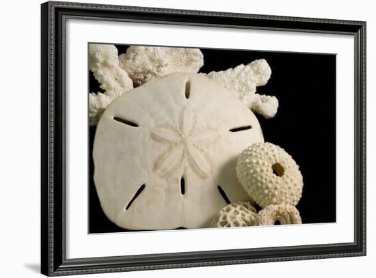 White Seashells, Sand Dollar, and Coral from around the World-Cindy Miller Hopkins-Framed Photographic Print