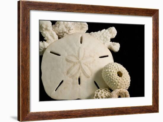 White Seashells, Sand Dollar, and Coral from around the World-Cindy Miller Hopkins-Framed Photographic Print