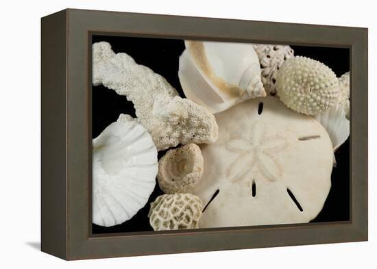 White Seashells, Sand Dollar, and Coral from around the World-Cindy Miller Hopkins-Framed Premier Image Canvas