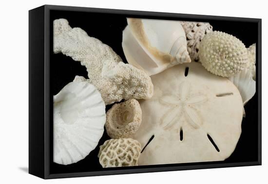 White Seashells, Sand Dollar, and Coral from around the World-Cindy Miller Hopkins-Framed Premier Image Canvas