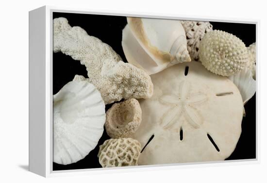 White Seashells, Sand Dollar, and Coral from around the World-Cindy Miller Hopkins-Framed Premier Image Canvas