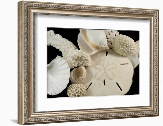 White Seashells, Sand Dollar, and Coral from around the World-Cindy Miller Hopkins-Framed Photographic Print