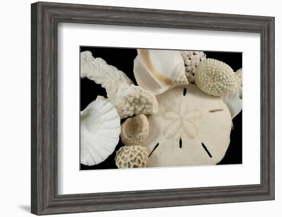 White Seashells, Sand Dollar, and Coral from around the World-Cindy Miller Hopkins-Framed Photographic Print