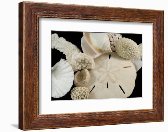 White Seashells, Sand Dollar, and Coral from around the World-Cindy Miller Hopkins-Framed Photographic Print