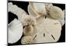 White Seashells, Sand Dollar, and Coral from around the World-Cindy Miller Hopkins-Mounted Photographic Print