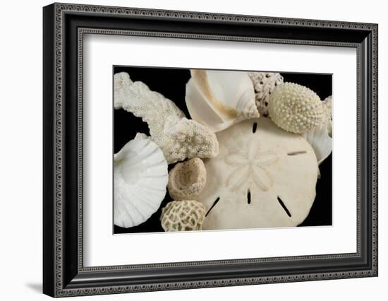 White Seashells, Sand Dollar, and Coral from around the World-Cindy Miller Hopkins-Framed Photographic Print