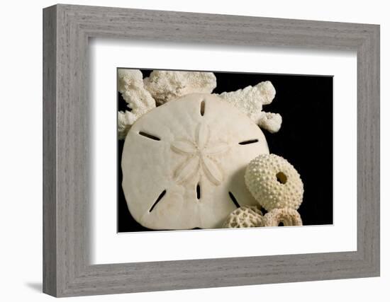 White Seashells, Sand Dollar, and Coral from around the World-Cindy Miller Hopkins-Framed Photographic Print