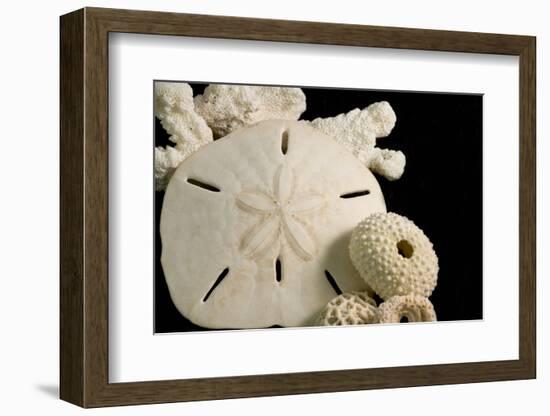 White Seashells, Sand Dollar, and Coral from around the World-Cindy Miller Hopkins-Framed Photographic Print