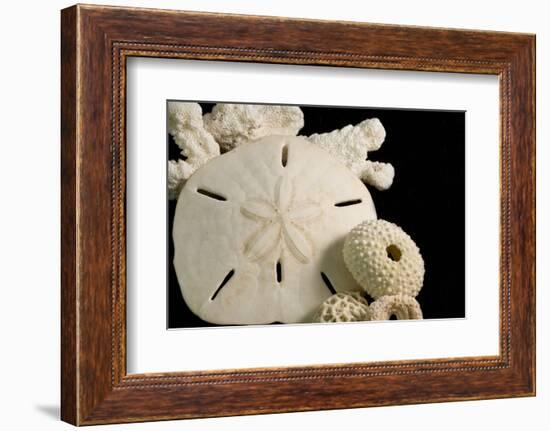 White Seashells, Sand Dollar, and Coral from around the World-Cindy Miller Hopkins-Framed Photographic Print