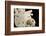 White Seashells, Sand Dollar, and Coral from around the World-Cindy Miller Hopkins-Framed Photographic Print