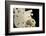 White Seashells, Sand Dollar, and Coral from around the World-Cindy Miller Hopkins-Framed Photographic Print