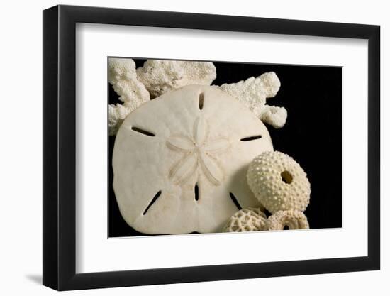 White Seashells, Sand Dollar, and Coral from around the World-Cindy Miller Hopkins-Framed Photographic Print