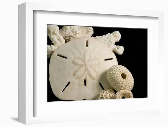 White Seashells, Sand Dollar, and Coral from around the World-Cindy Miller Hopkins-Framed Photographic Print