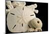 White Seashells, Sand Dollar, and Coral from around the World-Cindy Miller Hopkins-Mounted Photographic Print