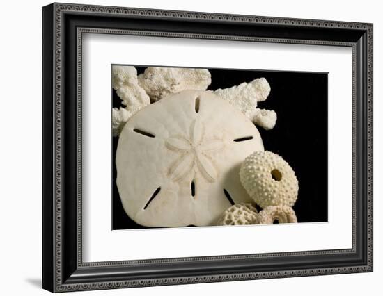 White Seashells, Sand Dollar, and Coral from around the World-Cindy Miller Hopkins-Framed Photographic Print