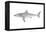White Shark (Carcharodon Carcharias), Fishes-Encyclopaedia Britannica-Framed Stretched Canvas