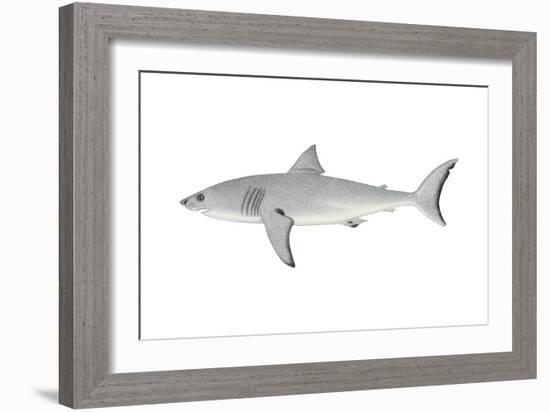 White Shark (Carcharodon Carcharias), Fishes-Encyclopaedia Britannica-Framed Art Print