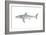 White Shark (Carcharodon Carcharias), Fishes-Encyclopaedia Britannica-Framed Art Print