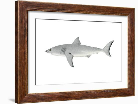 White Shark (Carcharodon Carcharias), Fishes-Encyclopaedia Britannica-Framed Art Print