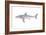 White Shark (Carcharodon Carcharias), Fishes-Encyclopaedia Britannica-Framed Art Print