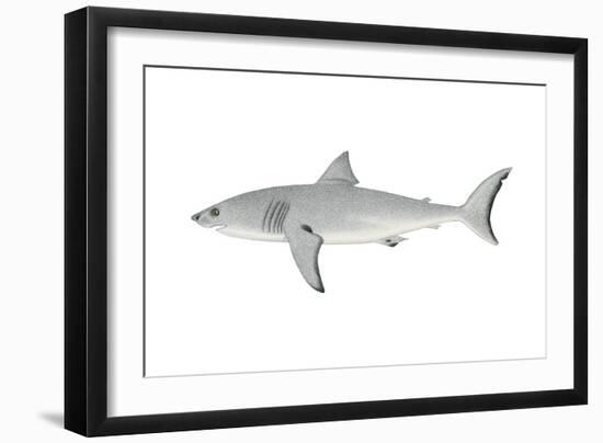White Shark (Carcharodon Carcharias), Fishes-Encyclopaedia Britannica-Framed Art Print
