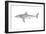 White Shark (Carcharodon Carcharias), Fishes-Encyclopaedia Britannica-Framed Art Print