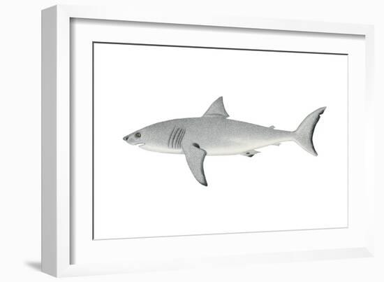 White Shark (Carcharodon Carcharias), Fishes-Encyclopaedia Britannica-Framed Art Print