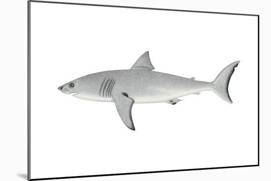 White Shark (Carcharodon Carcharias), Fishes-Encyclopaedia Britannica-Mounted Art Print