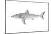 White Shark (Carcharodon Carcharias), Fishes-Encyclopaedia Britannica-Mounted Art Print