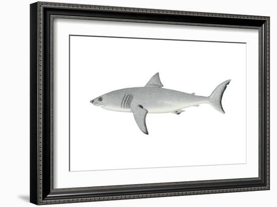 White Shark (Carcharodon Carcharias), Fishes-Encyclopaedia Britannica-Framed Art Print