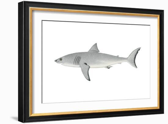 White Shark (Carcharodon Carcharias), Fishes-Encyclopaedia Britannica-Framed Art Print