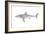 White Shark (Carcharodon Carcharias), Fishes-Encyclopaedia Britannica-Framed Art Print