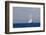 White Ship On The Ocean, 2018-null-Framed Photographic Print