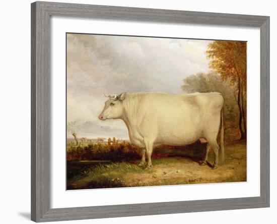 White, Short-Horned Cow in a Landscape-John Vine-Framed Giclee Print