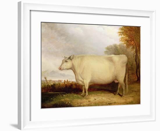 White, Short-Horned Cow in a Landscape-John Vine-Framed Giclee Print