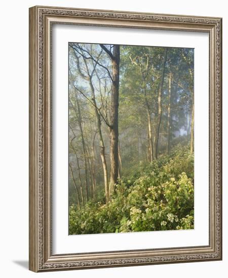 White Snakeroot Flowers Growing in Forest, Polly Bend, Garrard County, Kentucky, USA-Adam Jones-Framed Photographic Print