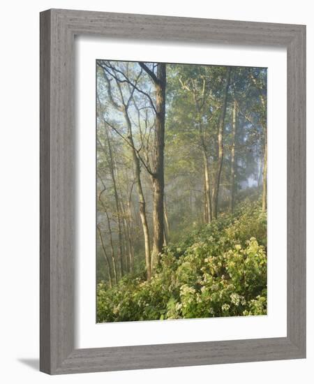 White Snakeroot Flowers Growing in Forest, Polly Bend, Garrard County, Kentucky, USA-Adam Jones-Framed Photographic Print