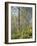 White Snakeroot Flowers Growing in Forest, Polly Bend, Garrard County, Kentucky, USA-Adam Jones-Framed Photographic Print