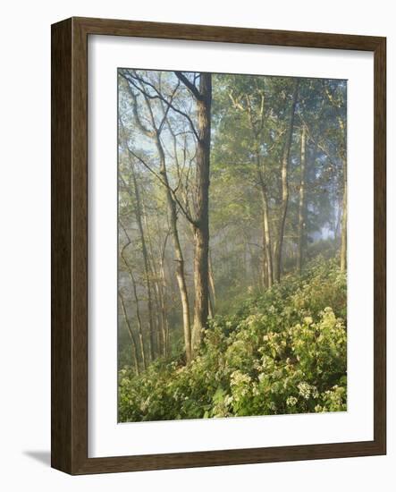 White Snakeroot Flowers Growing in Forest, Polly Bend, Garrard County, Kentucky, USA-Adam Jones-Framed Photographic Print