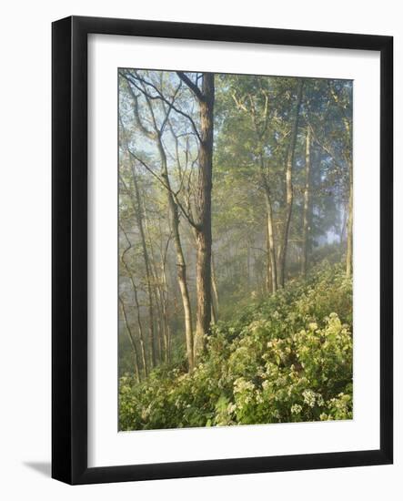 White Snakeroot Flowers Growing in Forest, Polly Bend, Garrard County, Kentucky, USA-Adam Jones-Framed Photographic Print