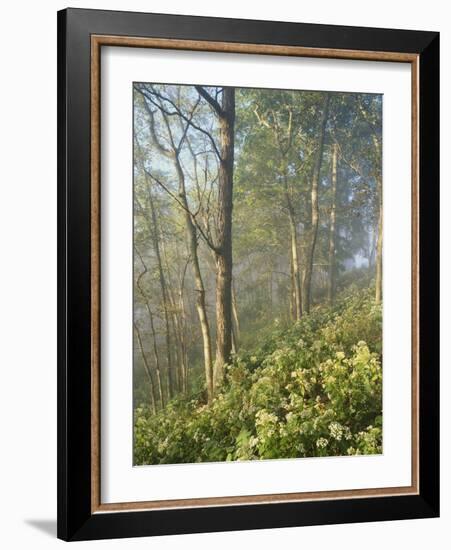 White Snakeroot Flowers Growing in Forest, Polly Bend, Garrard County, Kentucky, USA-Adam Jones-Framed Photographic Print