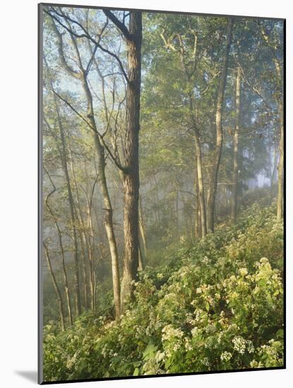 White Snakeroot Flowers Growing in Forest, Polly Bend, Garrard County, Kentucky, USA-Adam Jones-Mounted Photographic Print