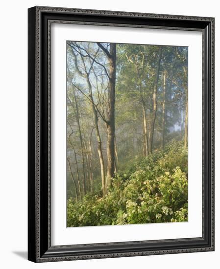 White Snakeroot Flowers Growing in Forest, Polly Bend, Garrard County, Kentucky, USA-Adam Jones-Framed Photographic Print