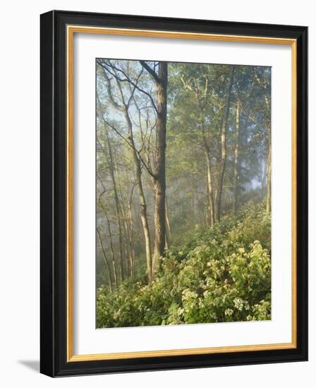 White Snakeroot Flowers Growing in Forest, Polly Bend, Garrard County, Kentucky, USA-Adam Jones-Framed Photographic Print