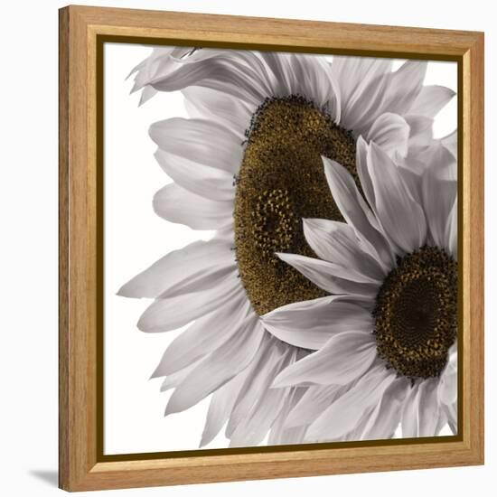 White Softness-Philippe Sainte-Laudy-Framed Premier Image Canvas