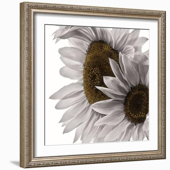 White Softness-Philippe Sainte-Laudy-Framed Photographic Print