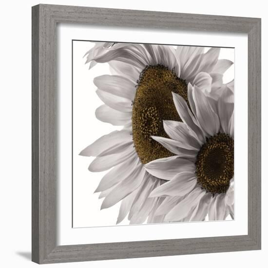 White Softness-Philippe Sainte-Laudy-Framed Photographic Print